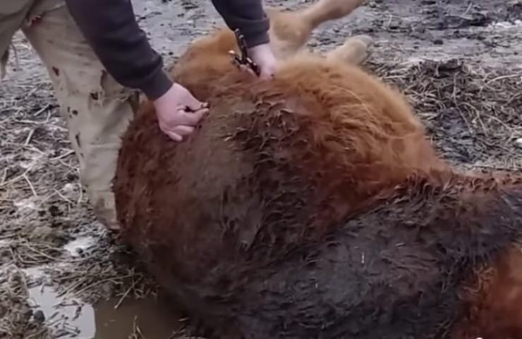 Salva una mucca pugnalandola allo stomaco, il motivo del gesto