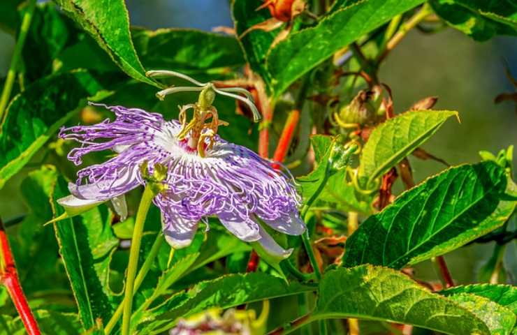 Passiflora, coltivazione ed utilizzi