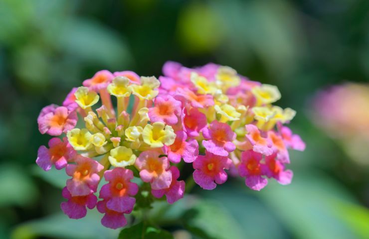 mantenere salute fiori lantana