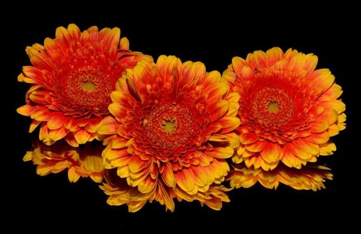 Gerbera, il fiore dell'allegria e dell'amore