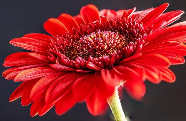 Gerbera, il fiore dell'allegria e dell'amore