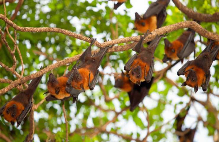 Pipistrelli casa cosa fare 