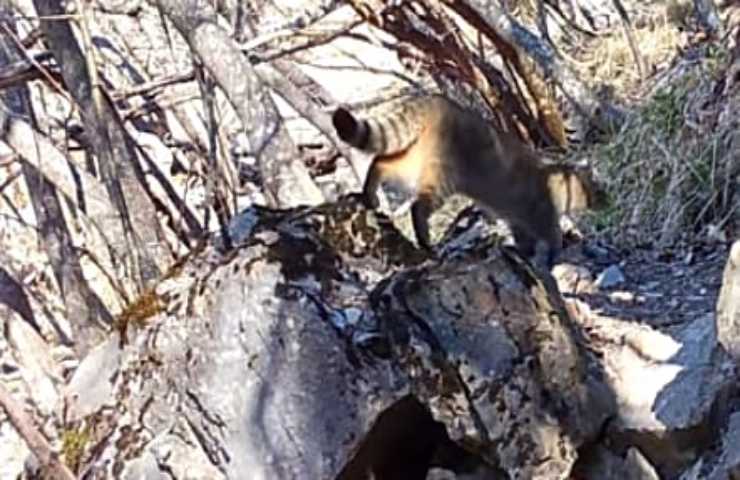 Il gatto selvatico ritorna sull'Appennino