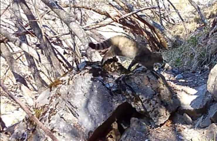 Il gatto selvatico ritorna sull'Appennino