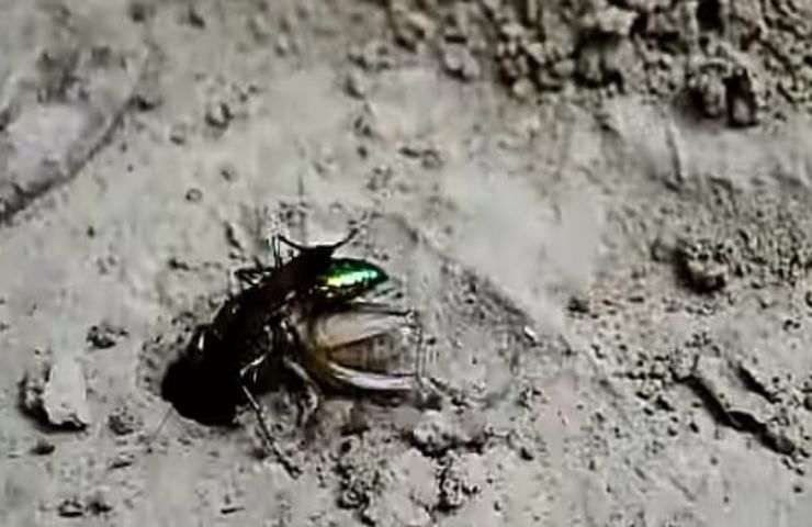 La vespa gioiello, protagonista di un vero film horror