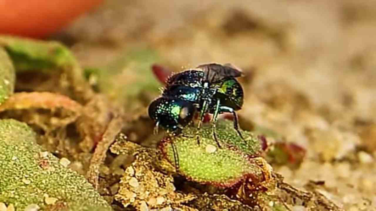 La vespa gioiello, protagonista di un vero film horror