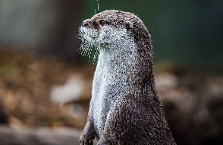 lontra salvata altre belle notizie 