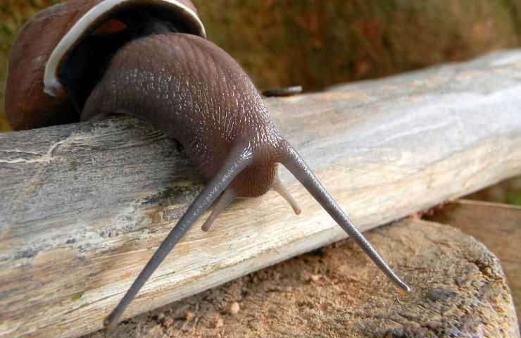 Lumache giganti quarantena Florida 