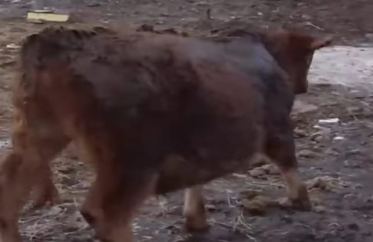 Salva una mucca pugnalandola allo stomaco, il motivo del gesto