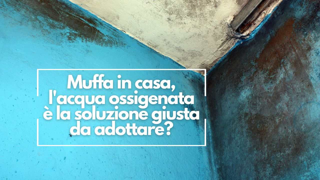 acqua ossigenata rimuovere muffa