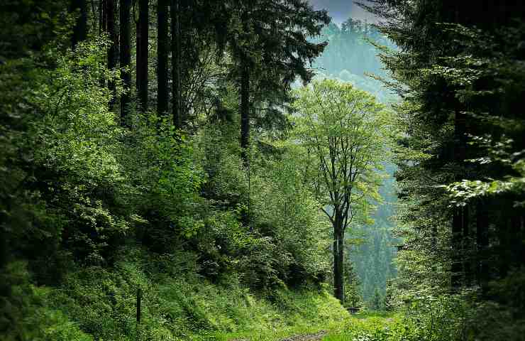 La Giornata Mondiale per l'ambiente 2023