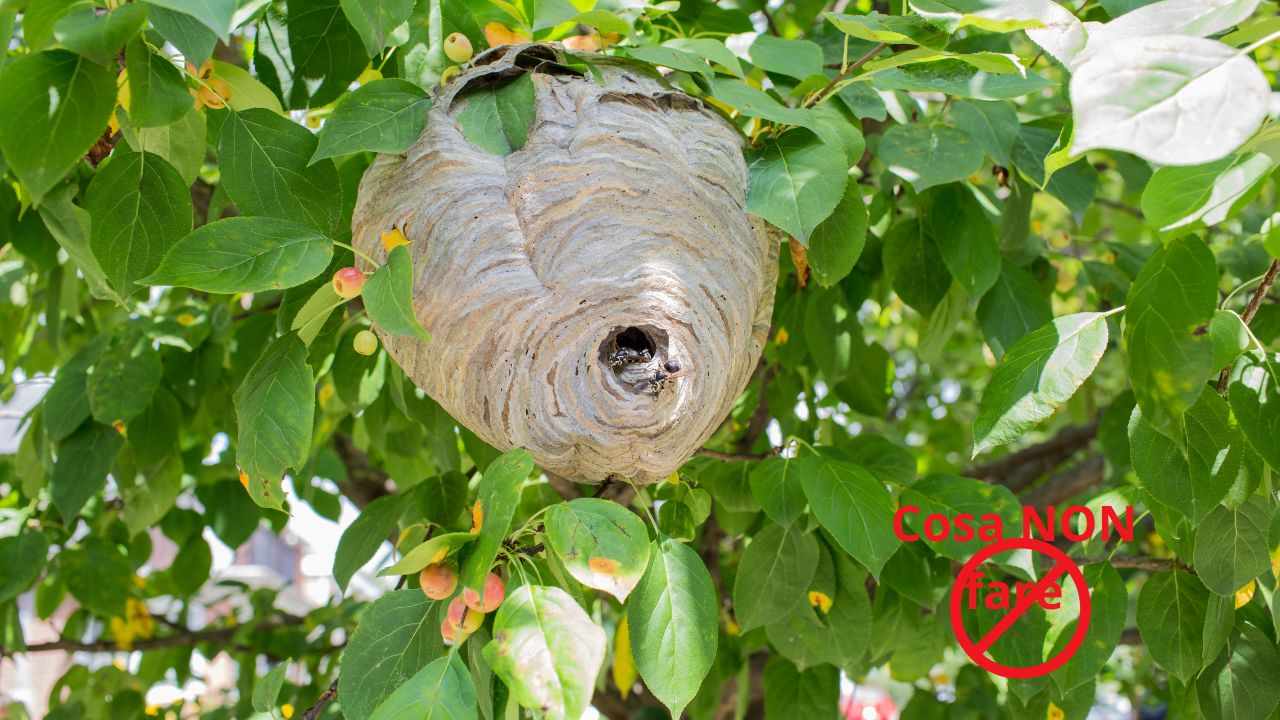 Nido calabroni compoprtamenti corretti