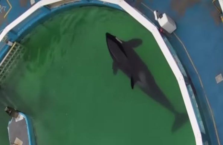 L'orca Lolita rischia la morte, rinchiusa in un delfinario dal 1970