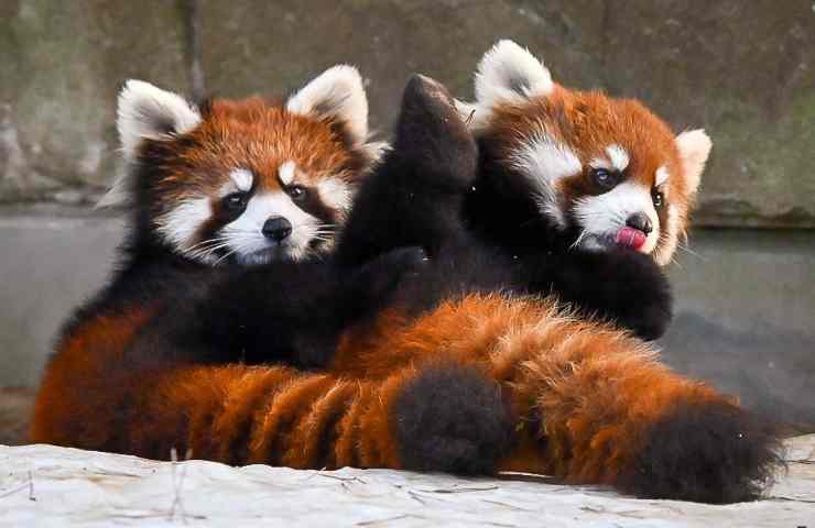 Panda rosso scappato zoo lieto fine 