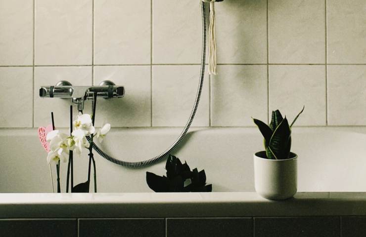 Piante in bagno: per dire addio ai cattivi odori