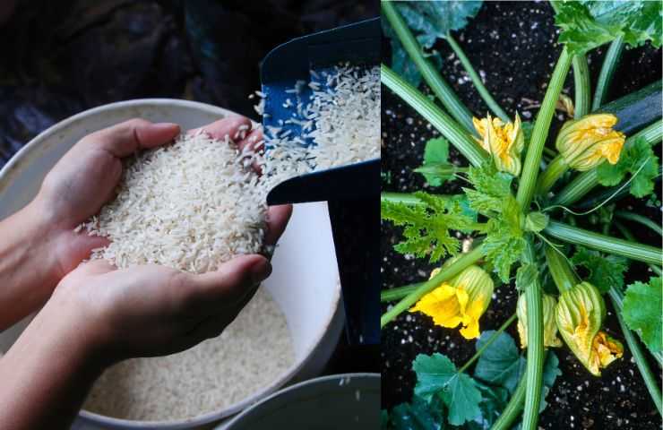 metodo ottenere buon raccolto zucchine