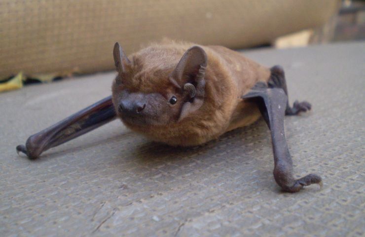 Pipistrello casa vademecum 