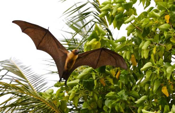 Pipistrello casa consigli 