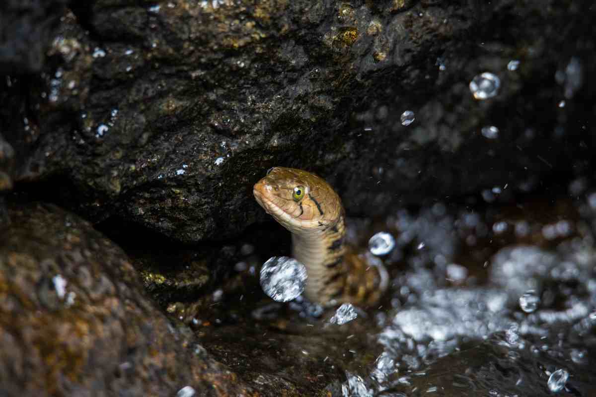 Quanti anni vive una biscia d'acqua