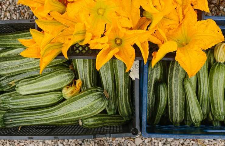 metodo stimolare crescita zucchine