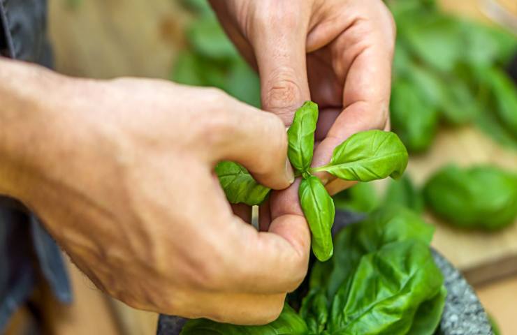 raccogliere basilico foglie consigli 