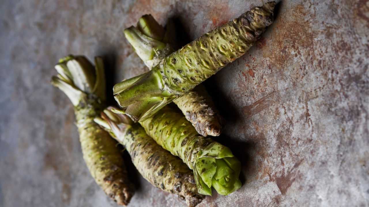 wasabi caratteristiche come coltivarlo