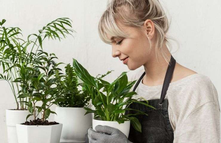 importanza pulizia foglie piante
