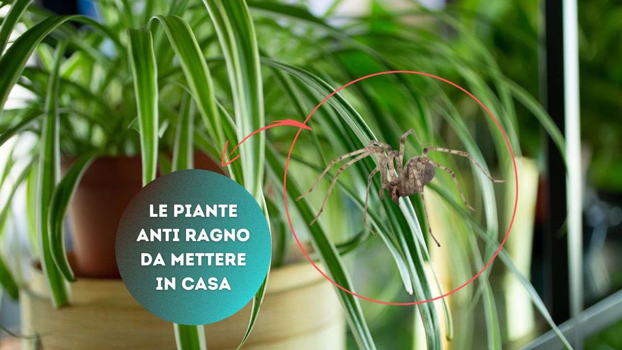 piante anti ragno
