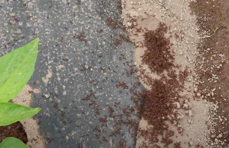 sbarazzarsi formiche giardino