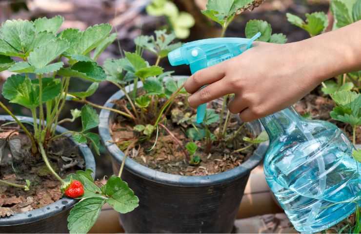 Antiacaro naturale bicarbonato come utilizzare 