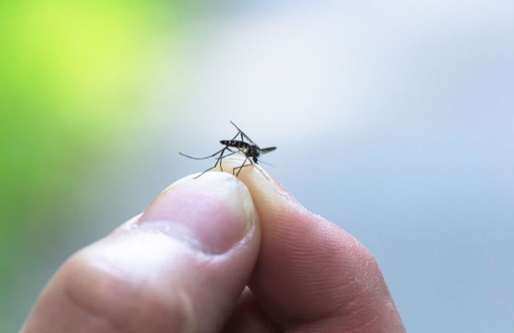 trappola eliminare zanzare