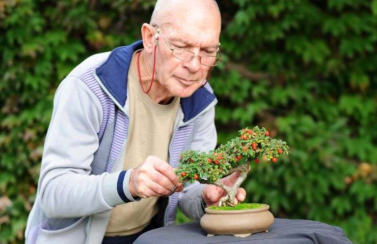 bonsai arte giapponese