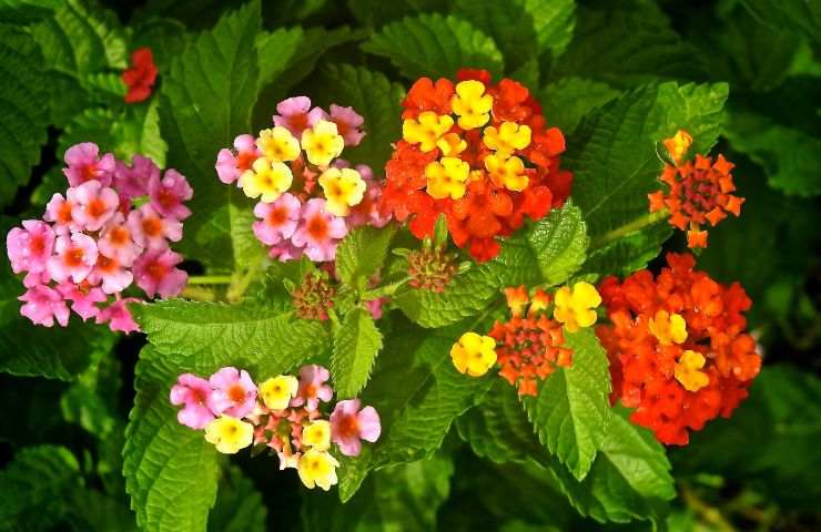 cure necessarie pianta lantana