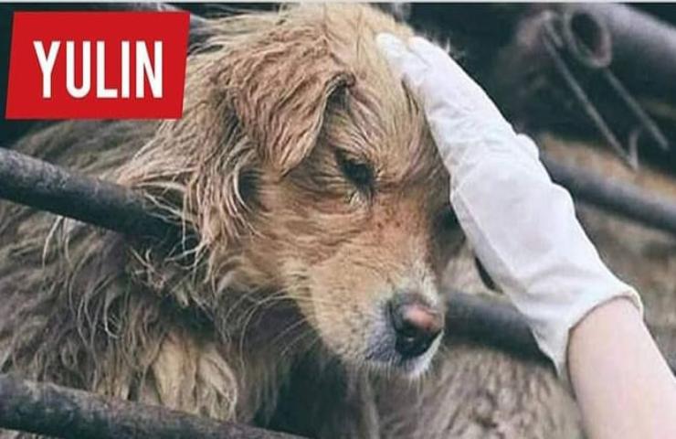 Il festival di Yulin, quando i cani diventano da macello