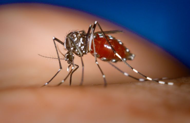 eliminare zanzare casa