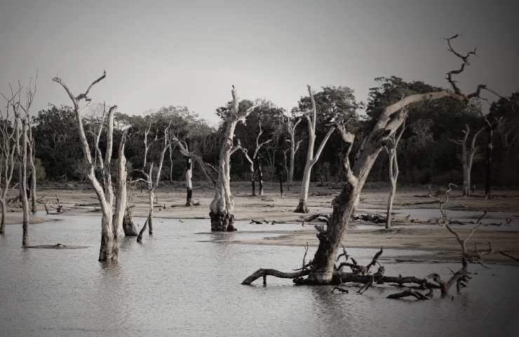 Alberi da frutto da espiantare: la drammatica situazione per via dell'alluvione in Emilia-Romagna