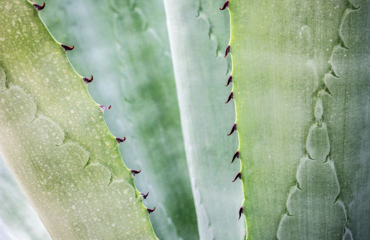 aloe vera gel utilizzo