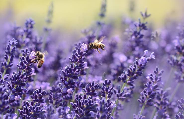 lavanda curiosità