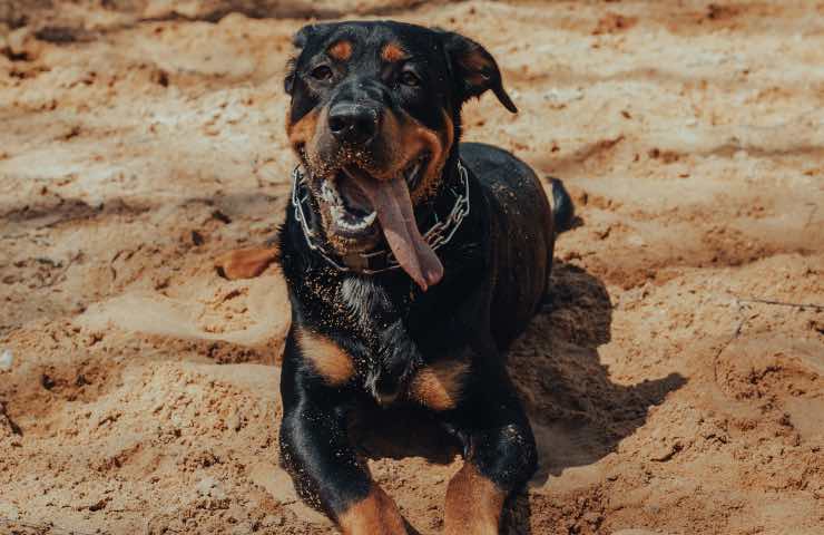 cane colpo di calore