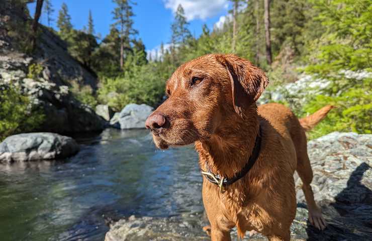 cane colpo calore rimedi