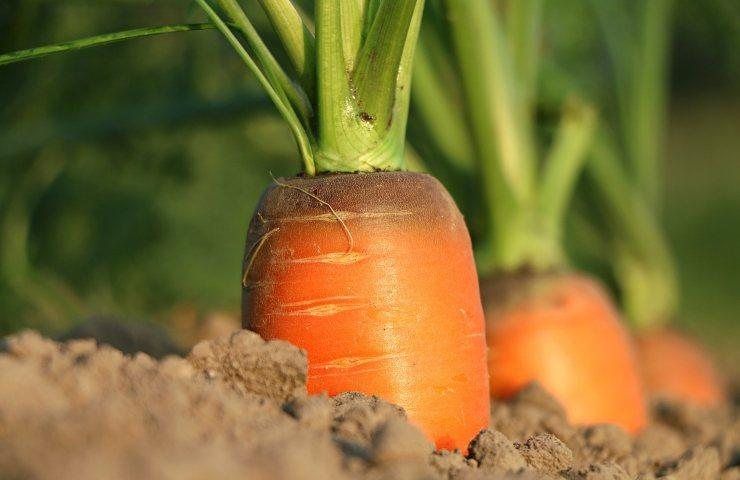 carote croccantezza recuperata 
