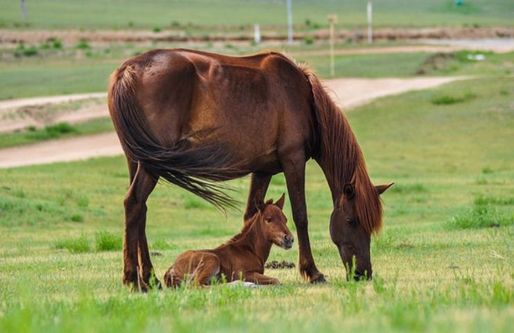 Italia maggior importatore di carne di cavallo, Animal Equality dice basta