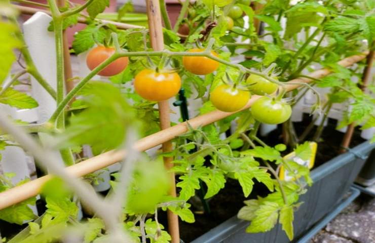 Coltivare i pomodori a testa in giù ha i suoi vantaggi, scopriamoli