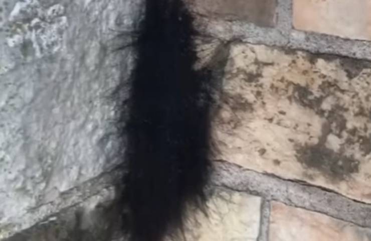 terribile scoperta