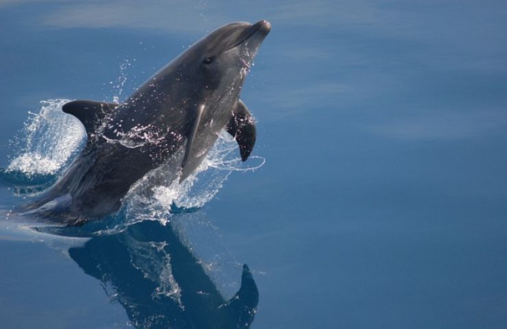 I cetacei più comuni nel Mar Mediterraneo