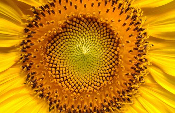 girasole caratteristiche