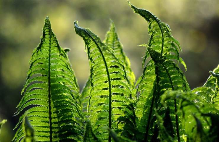 Le 5 piante che abbassano la temperatura, contro l'afa usa loro