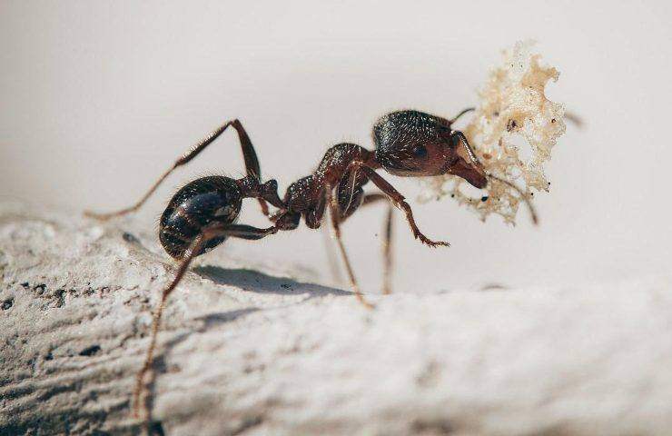 via formiche casa 