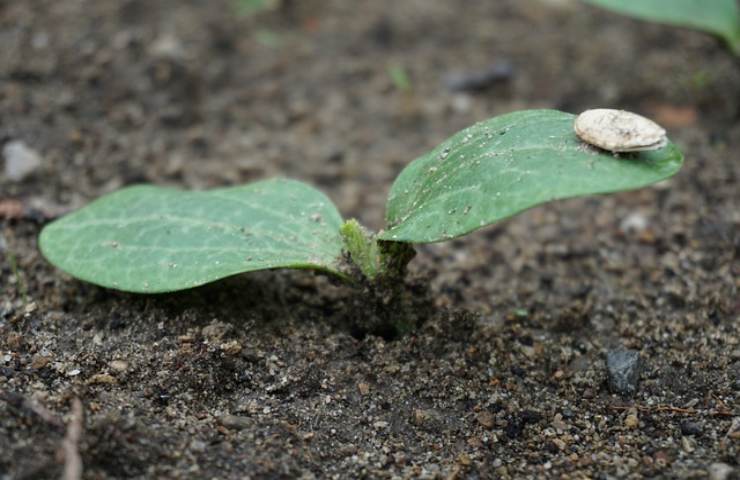 Nella semina delle zucchine è questo l'errore