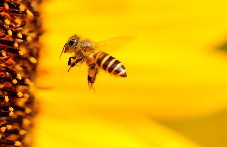 girasole caratteristiche tecniche